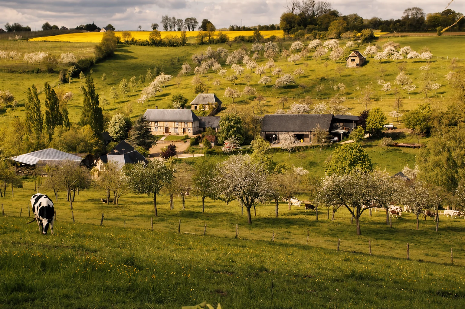 Une ferme normande à colombages au creux d'un vallon du Pays d'Auge, entourée de vergers en fleur, des vaches au pré sur les pentes alentour.